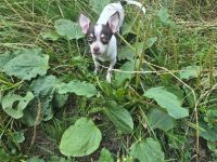 Reinrassiger Chihuahua-Rüde