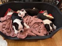 Boston-Terrier-Welpen