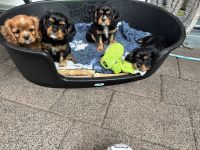 Cavalier King Charles Spaniel Welpen mit Ahnentafel