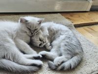 2 Britisch Kurzhaar Katzen je 500 VB