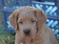 Wunderschöne Labradoodle Babys in Medium mit Papiere?