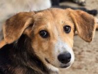 Molly, anhängliche, verkuschelte Junghündin sucht ein fürsorgliches Zuhause, 6M, 35cm