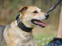 Kuba . Schäferhund-Husky-Mix wartet in 91616 Neusitz auf seine Menschen