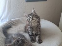 Maine Coon Kitten