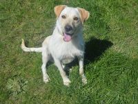 SAM, Labrador/Terrier Mix (kastriert) SGB 625,00 €