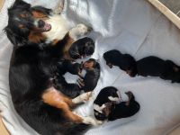 Aussiedoodle Welpen suchen Ihr für Immer zu Hause