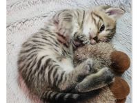 BKH Kitten