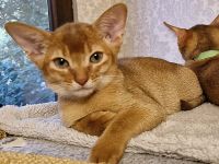 Abessinier Kitten aus seriöser Zucht