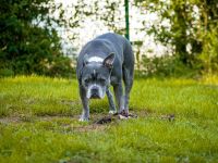Bulldogge  Alternativ