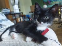 2 zuckersüße Geschwister-Kitten in 3 Wochen abzugeben