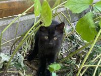 Katzenkinder suchen fürsorgliches Zuhause ab September