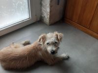 Sanfte Sissy sucht ein liebevolles Zuhause zum Ankommen