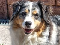Süse und liebe Aussie-Hündinnen, ca 7 Jahre, in liebe Hände abzugeben.