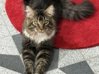 🐾 Maine-Coon-Deckkater XXL Milo sucht Katzendame 🐾