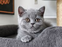 BKH Kitten