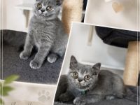 BKH Kitten