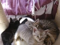 bezaubernde BKH-Kitten suchen ein liebevolles Zuhause