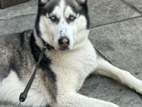Sibirische Husky
