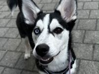 🐾 Wunderschöne Husky\-Dackel\-Mix\-Hündin, 7 Monate – liebevolles Zuhause gesucht