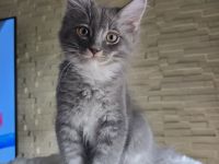 Wunderschöne Maine Coon/Türkisch Angora Kitten