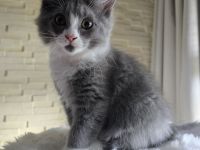 Wunderschöne Maine Coon/Türkisch Angora Kitten