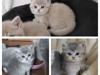 BKH Kitten Blue Golden