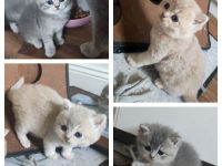 BKH Kitten Blue Golden