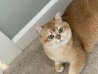 BKH Deckkater Golden Shell
