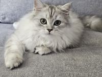 BKH / Perser Katerchen mit wunderschönen grünen Augen - Abholung ab sofort