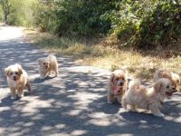 Poochon Bichon frise/ Toypudel