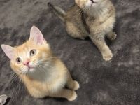 BKH-Kitten abholbereit mit Stammbuch und Impfpass