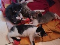 4 süße kitten suchen ein liebevolles Zuhause