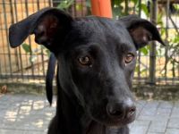 Shadow, super-verschmuster Hundejunge sucht menschlichen Counterpart, 8M, 49cm