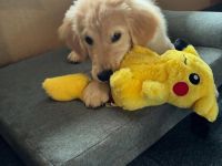 Golden Retriever sucht ihr Für-immer-Zuhause