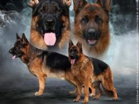Deutscher Schäferhund Welpen