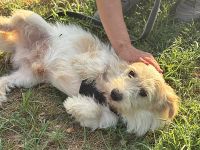 Sancho, lieb und nett