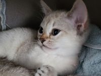 Singapura kitten Abgabe bereit
