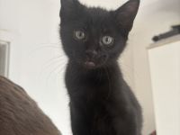 Bombay kitten