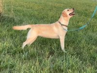 reinrassige Labrador Hündin aus Champion Verpaarung ( VDH / FCI Papiere)