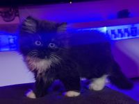 3 süße Ragdoll / Perser Mischlingskaterchen