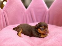 Chihuahua Welpe Hündin Langhaar Tricolor – gechipt & geimpft