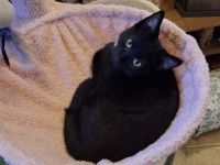 Orientalische Kurzhaar Mix Katze