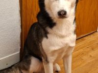 Husky Rüde Elton 4 Jahre