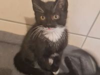 Kitten suchen ein neues Zuhause