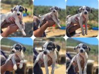 Pippa und Sparrow zwei kleine Herzenshunde suchen jeweils ihr Glück