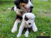 Australian Shepherd Welpen