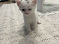 Babykatze Weiß Schwarz DRINGEND