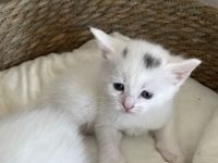Babykatze DRINGEND