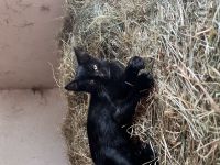 Katzenbabys abzugeben