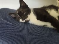 Kätzchen schwarz weiß und Kater schwarz